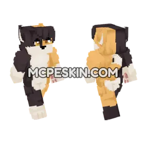 Calico Cat